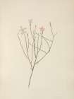 North American Wild Flowers 1925 - Skeletonflower