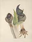North American Wild Flowers 1925 - Skunkcabbage