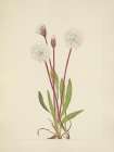North American Wild Flowers 1925 - Slender Agoseris