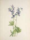 North American Wild Flowers 1925 - Slim Larkspur