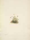 North American Wild Flowers 1925 - Small Cranberry Art Print