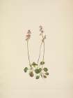 North American Wild Flowers 1925 - Small Pyrola Art Print