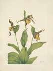 North American Wild Flowers 1925 - Small Yellow Ladyslipper