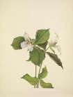 North American Wild Flowers 1925 - Snow Trillium