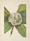 North American Wild Flowers 1925 - Southern Magnolia Flower Art Print