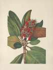 North American Wild Flowers 1925 - Southern Magnolia Fruit
