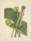 North American Wild Flowers 1925 - Spatterdock Art Print