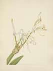 North American Wild Flowers 1925 - Spiderlily