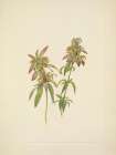 North American Wild Flowers 1925 - Spotted Beebalm
