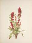 North American Wild Flowers 1925 - Strawberry-blite