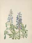 North American Wild Flowers 1925 - Sundial Lupine