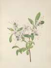 North American Wild Flowers 1925 - Sweet Azalea