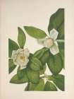 North American Wild Flowers 1925 - Sweet Bay Art Print