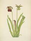 North American Wild Flowers 1925 - Sweet Pitcherplant Art Print