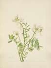North American Wild Flowers 1925 - Sweetvetch Art Print