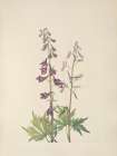 North American Wild Flowers 1925 - Tall Larkspur
