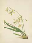 North American Wild Flowers 1925 - Tampa Epidendrum Art Print