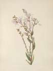 North American Wild Flowers 1925 - Tarflower Art Print