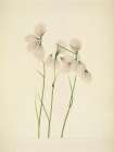 North American Wild Flowers 1925 - Tassel Cottongrass Art Print