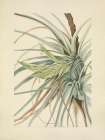 North American Wild Flowers 1925 - Tillandsia Art Print
