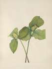 North American Wild Flowers 1925 - Toad Trillium Art Print