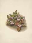 North American Wild Flowers 1925 - Trailing Arbutus Art Print