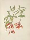 North American Wild Flowers 1925 - Trumpet Honeysuckle Art Print