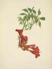 North American Wild Flowers 1925 - Trumpetcreeper Art Print