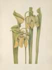North American Wild Flowers 1925 - Trumpetleaf Art Print