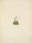 North American Wild Flowers 1925 - Tufted Saxifrage Art Print
