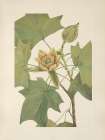 North American Wild Flowers 1925 - Tuliptree Art Print