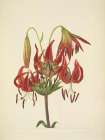North American Wild Flowers 1925 - Turkscap Lily Art Print