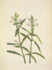 North American Wild Flowers 1925 - Turtlehead Art Print