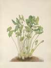 North American Wild Flowers 1925 - Twinleaf Art Print