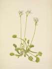 North American Wild Flowers 1925 - Venus Flytrap