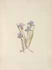 North American Wild Flowers 1925 - Vernal Iris