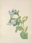North American Wild Flowers 1925 - Virginia Bluebells Art Print
