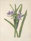 North American Wild Flowers 1925 - Virginia Spiderwort Art Print