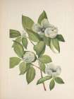North American Wild Flowers 1925 - Virginia Stewartia Art Print
