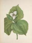 North American Wild Flowers 1925 - Wax Trillium