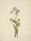 North American Wild Flowers 1925 - Western Bluebells Art Print