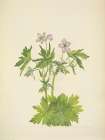 North American Wild Flowers 1925 - Western Cranesbill Art Print