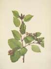 North American Wild Flowers 1925 - Western Green Alder Art Print
