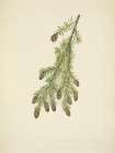 North American Wild Flowers 1925 - Western Hemlock