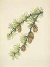 North American Wild Flowers 1925 - Western Larch