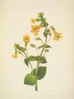 North American Wild Flowers 1925 - Western Monkeyflower
