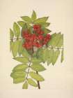 North American Wild Flowers 1925 - Western Mountain-ash