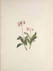North American Wild Flowers 1925 - Western Pipsissewa