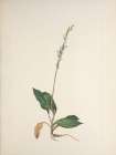 North American Wild Flowers 1925 - Western Rattlesnakeplantain