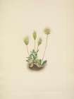 North American Wild Flowers 1925 - White Dryad Fruit Art Print